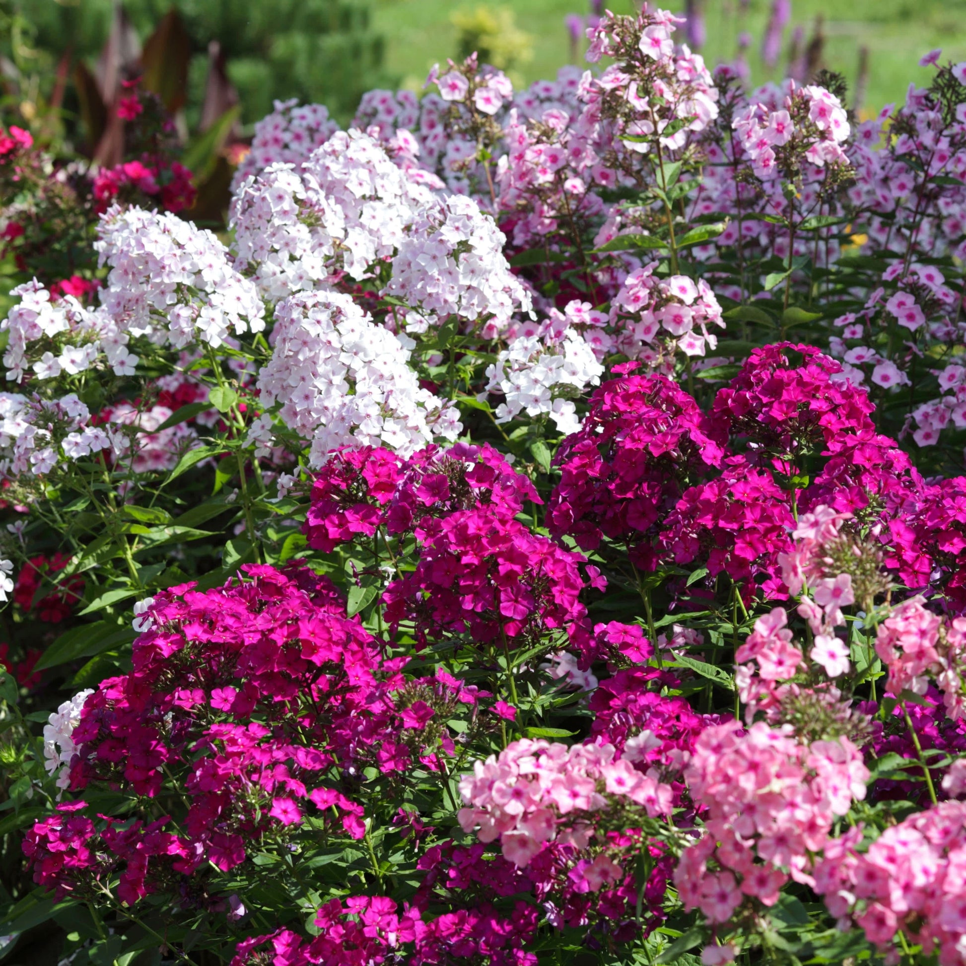 Multiple Colors-