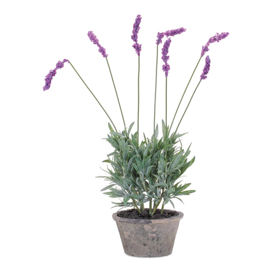 Melrose International Potted Lavender Plant (Set of 4)